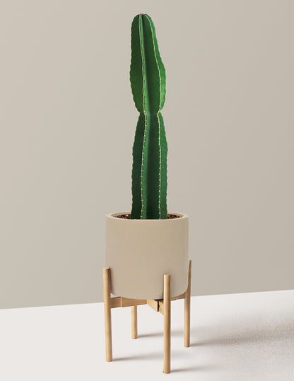 Large Peruvian Apple Cactus