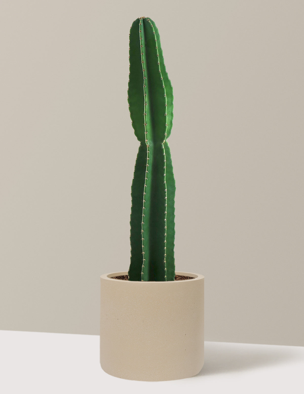 Large Peruvian Apple Cactus