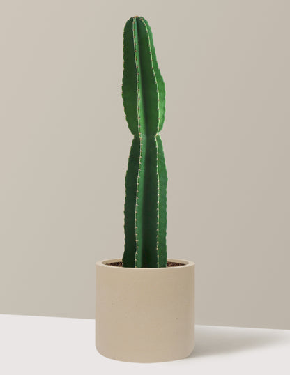 Large Peruvian Apple Cactus