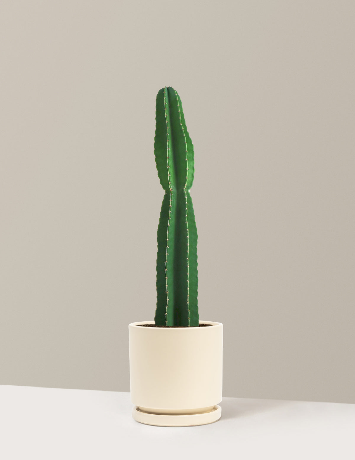 Large Peruvian Apple Cactus