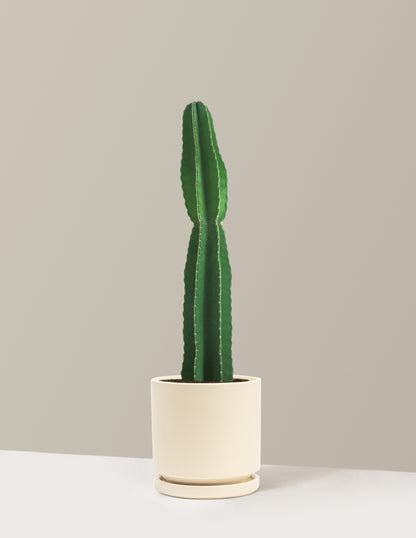 Large Peruvian Apple Cactus