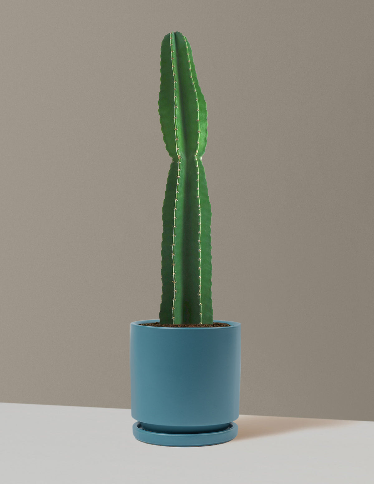 Large Peruvian Apple Cactus