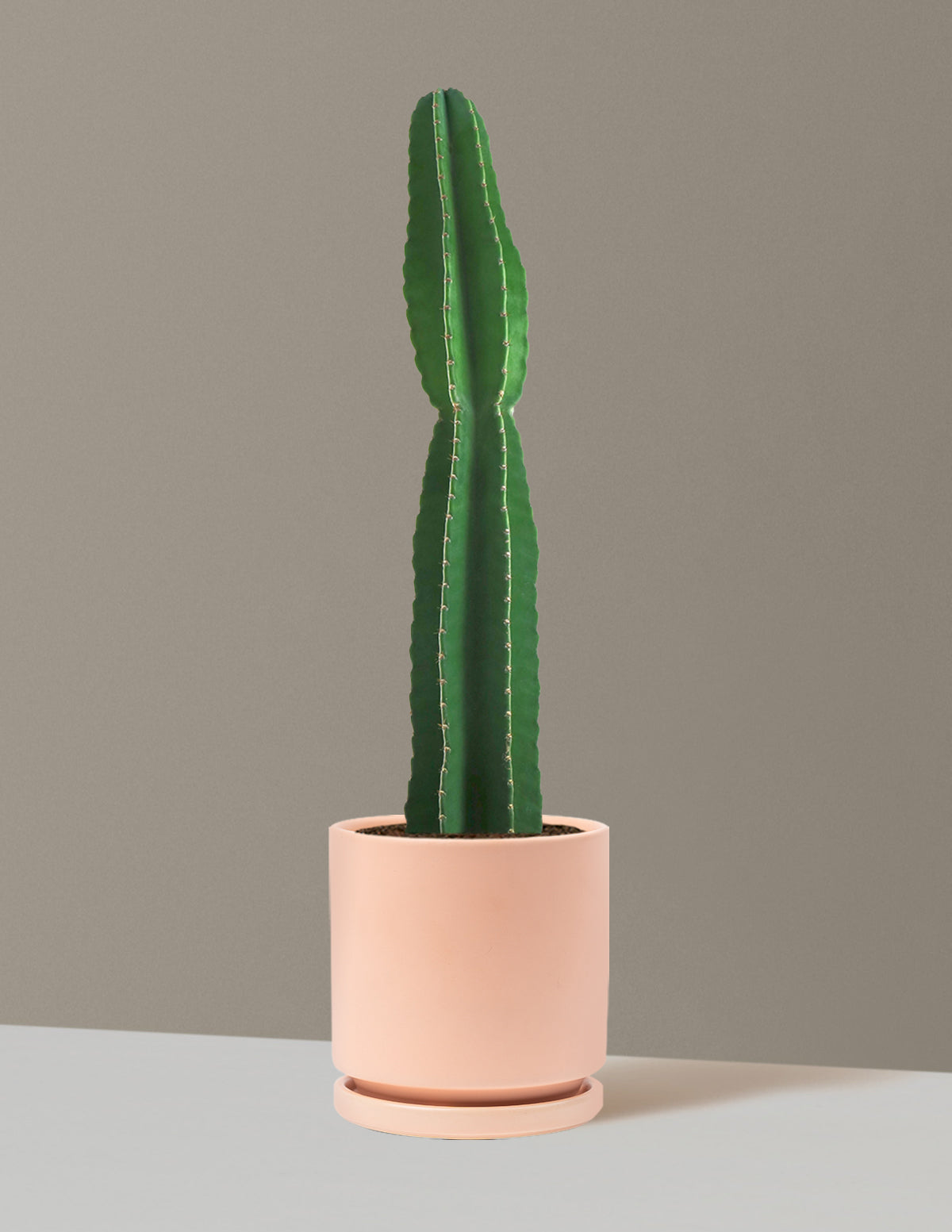 Large Peruvian Apple Cactus