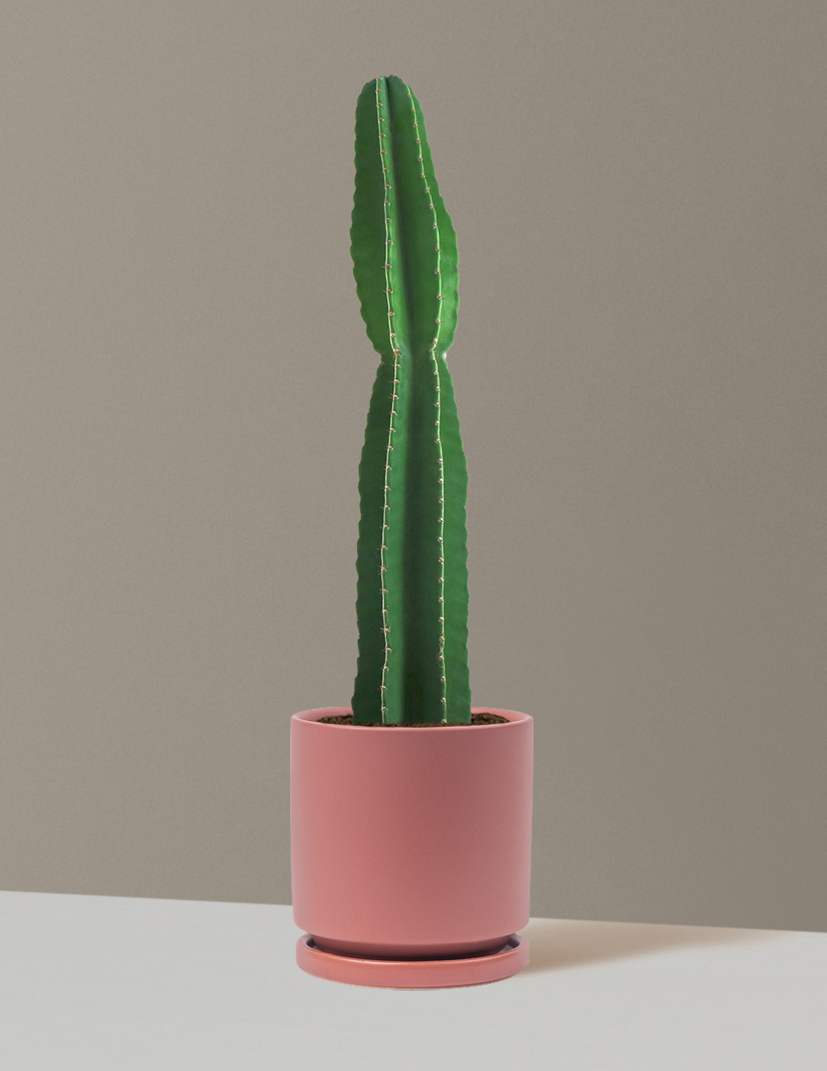 Large Peruvian Apple Cactus