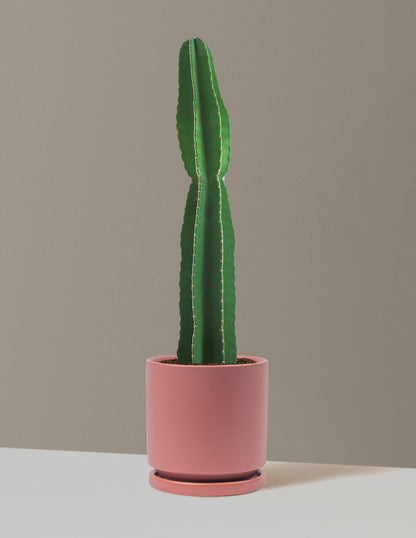 Large Peruvian Apple Cactus