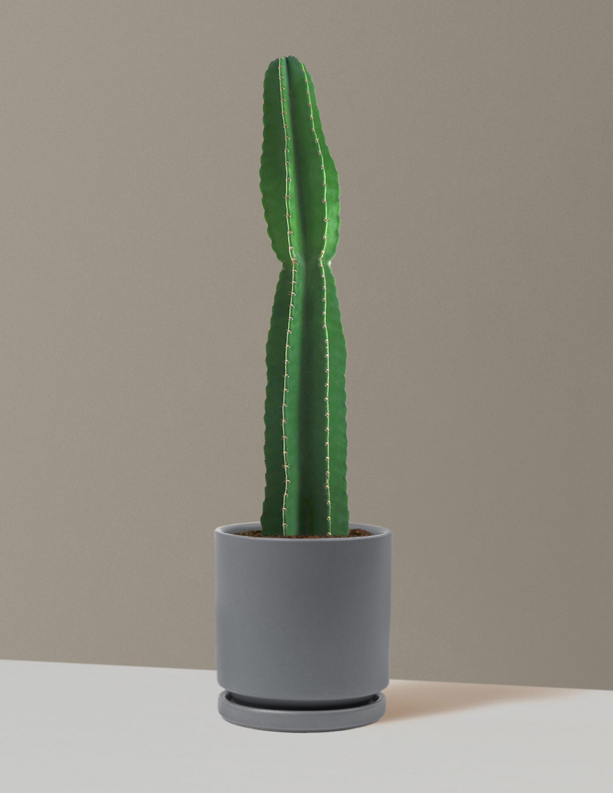 Large Peruvian Apple Cactus