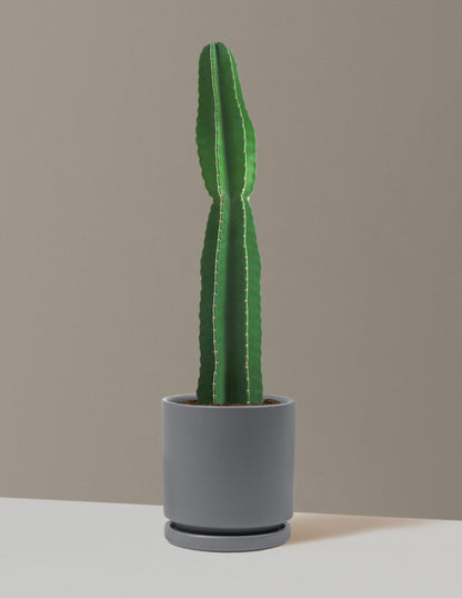 Large Peruvian Apple Cactus