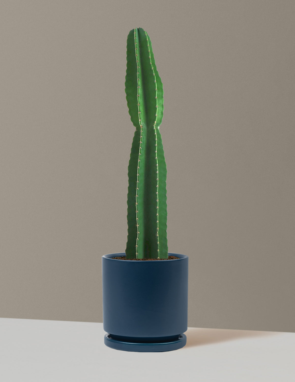 Large Peruvian Apple Cactus