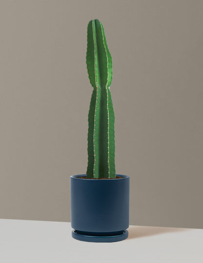 Large Peruvian Apple Cactus