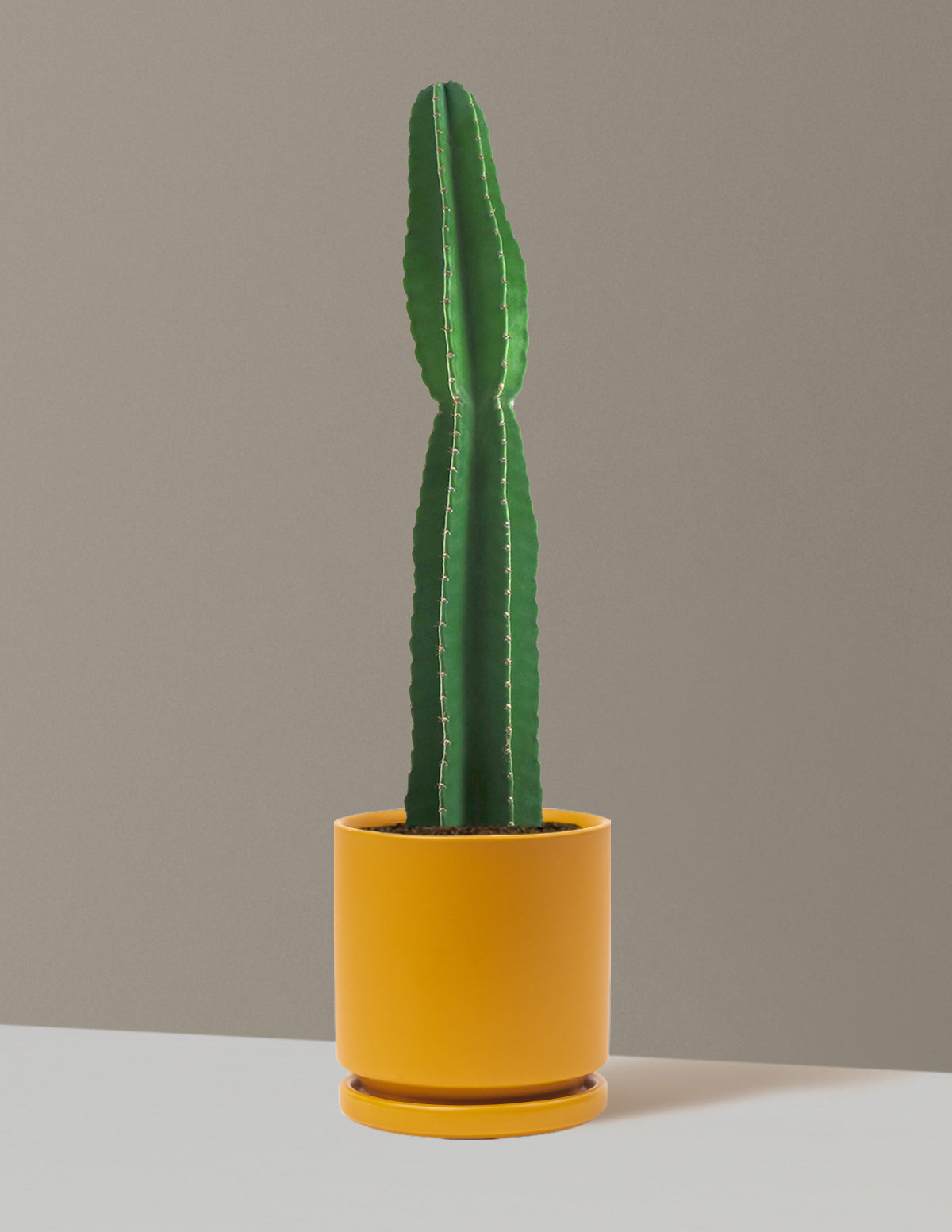 Large Peruvian Apple Cactus