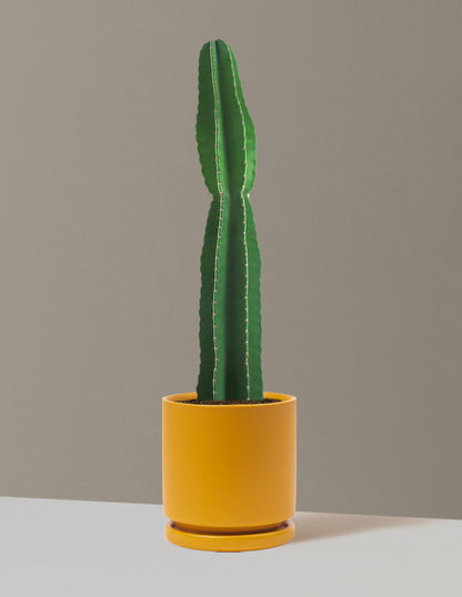 Large Peruvian Apple Cactus