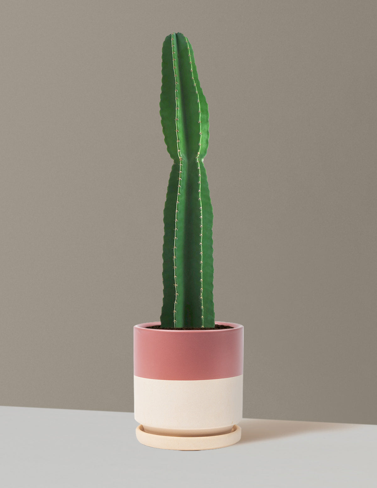 Large Peruvian Apple Cactus