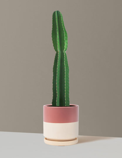 Large Peruvian Apple Cactus