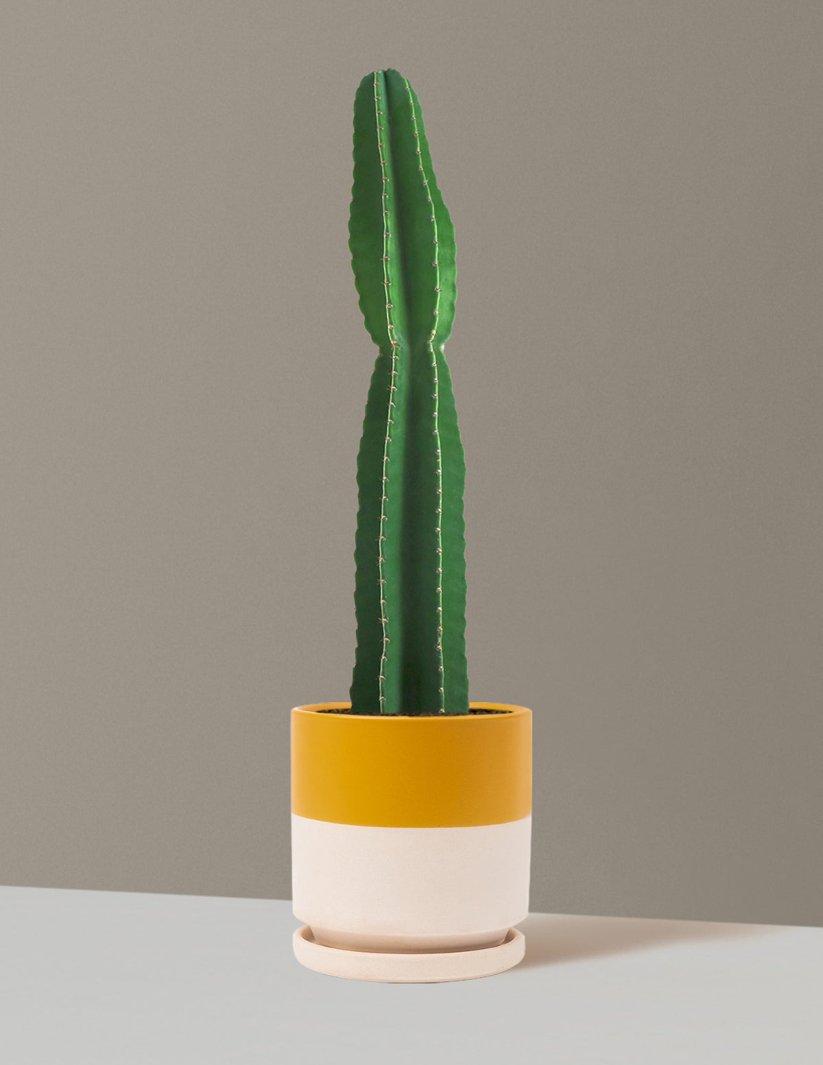 Large Peruvian Apple Cactus