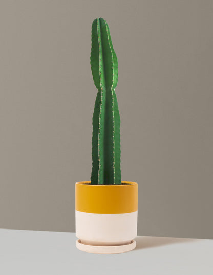 Large Peruvian Apple Cactus