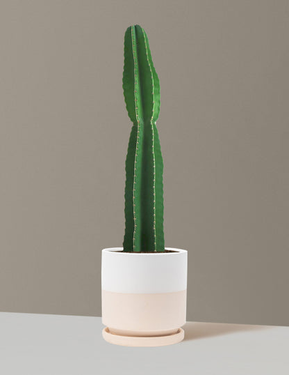 Large Peruvian Apple Cactus