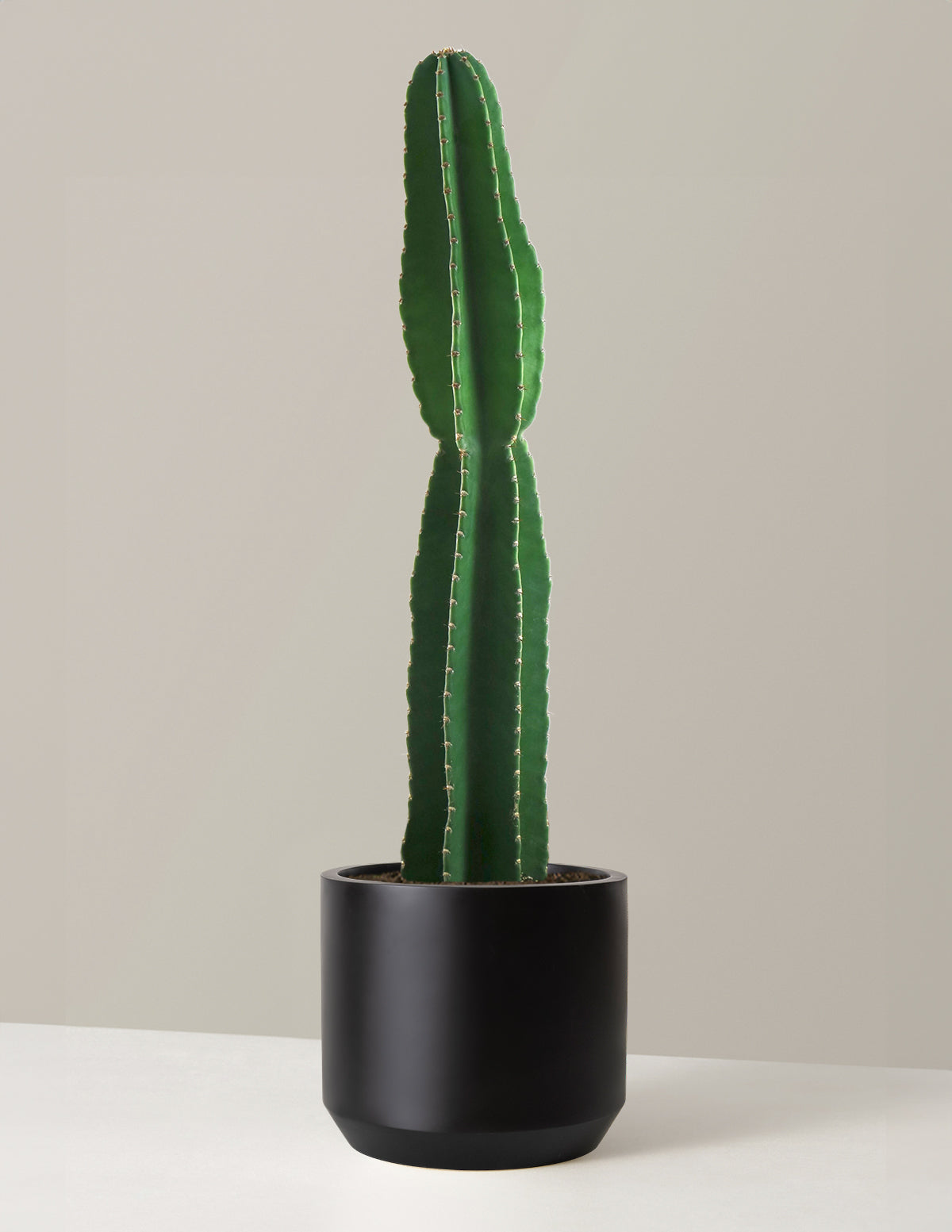 peruvian succulents Large Peruvian Apple Cactus Houseplant with Planter - Large (3-4' tall) Top Half Mustard Planter