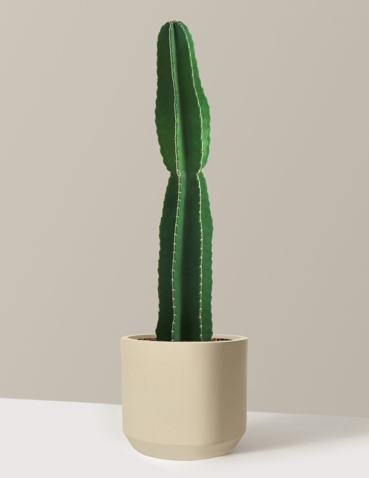 Large Peruvian Apple Cactus