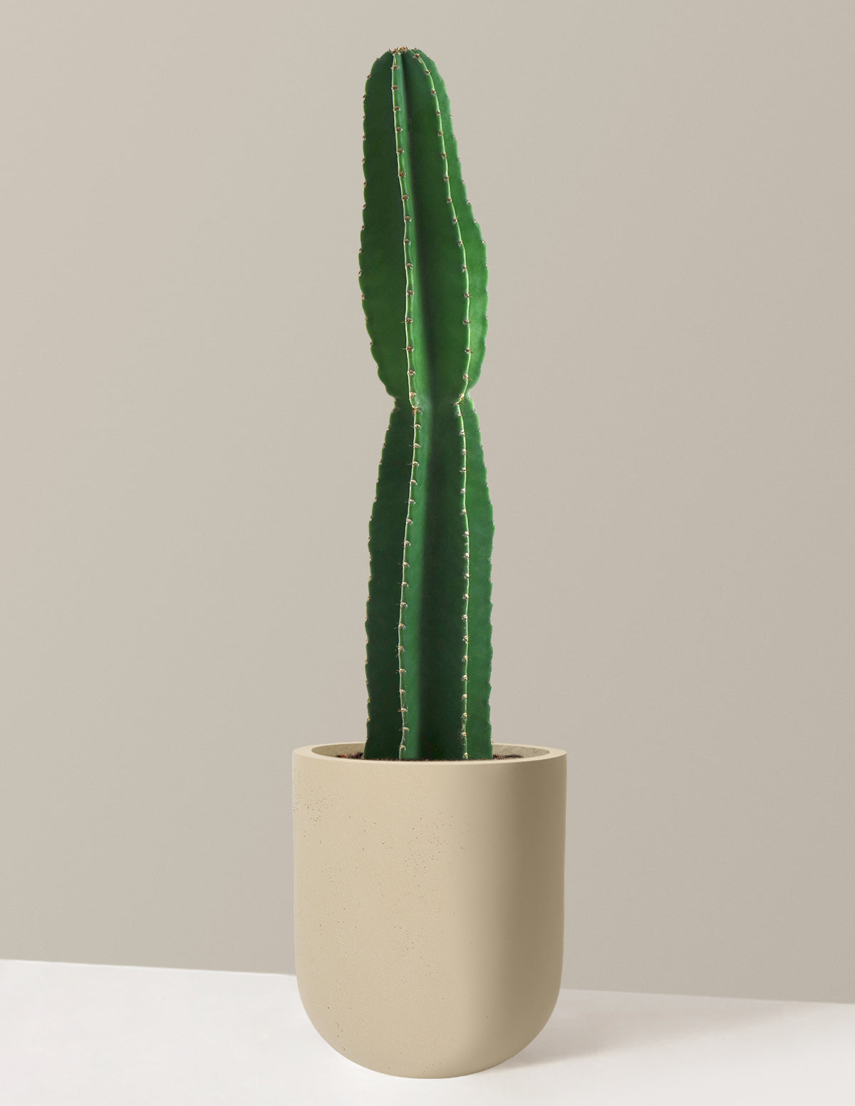 files/the-sill_Large-Peruvian-Apple-Cactus_Large_Pallas_Sand_Variant.jpg