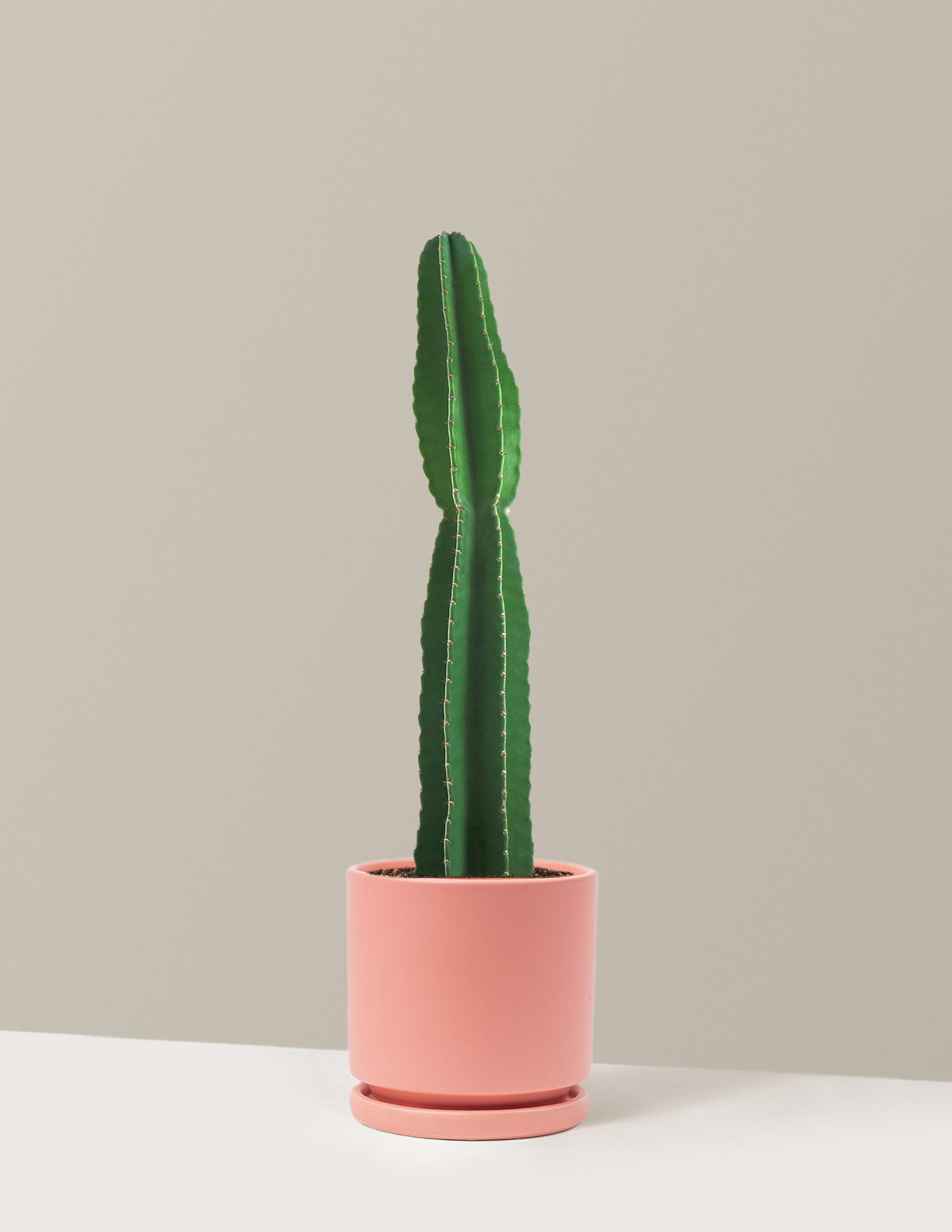 Large Peruvian Apple Cactus