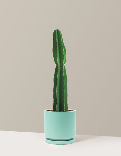 Large Peruvian Apple Cactus