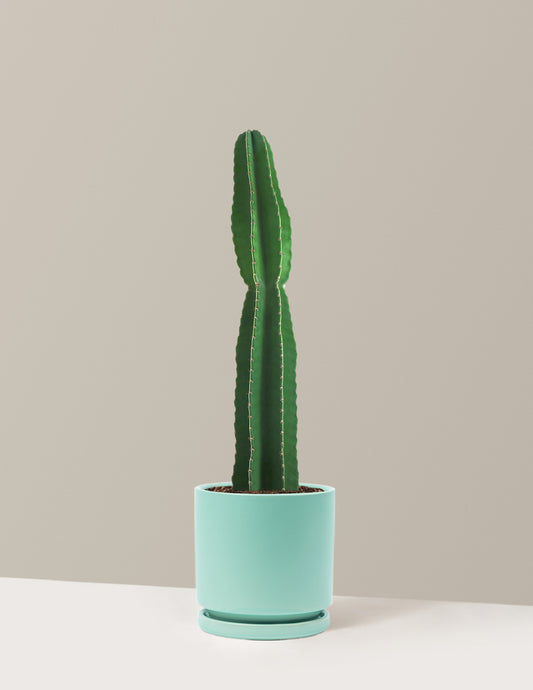 Large Peruvian Apple Cactus