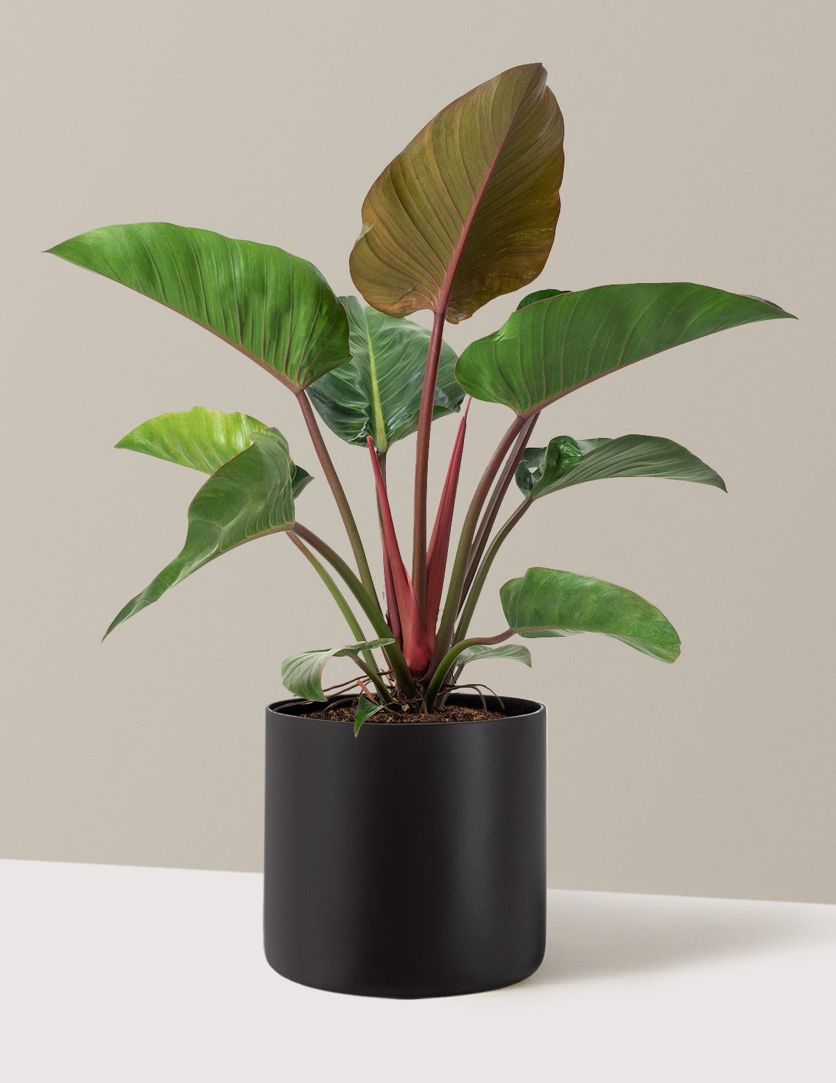Large Philodendron Rojo Congo