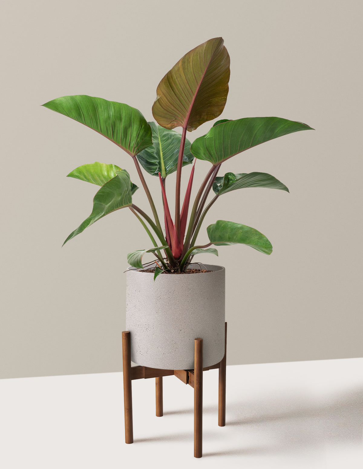 Large Philodendron Rojo Congo