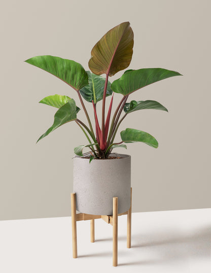 Large Philodendron Rojo Congo