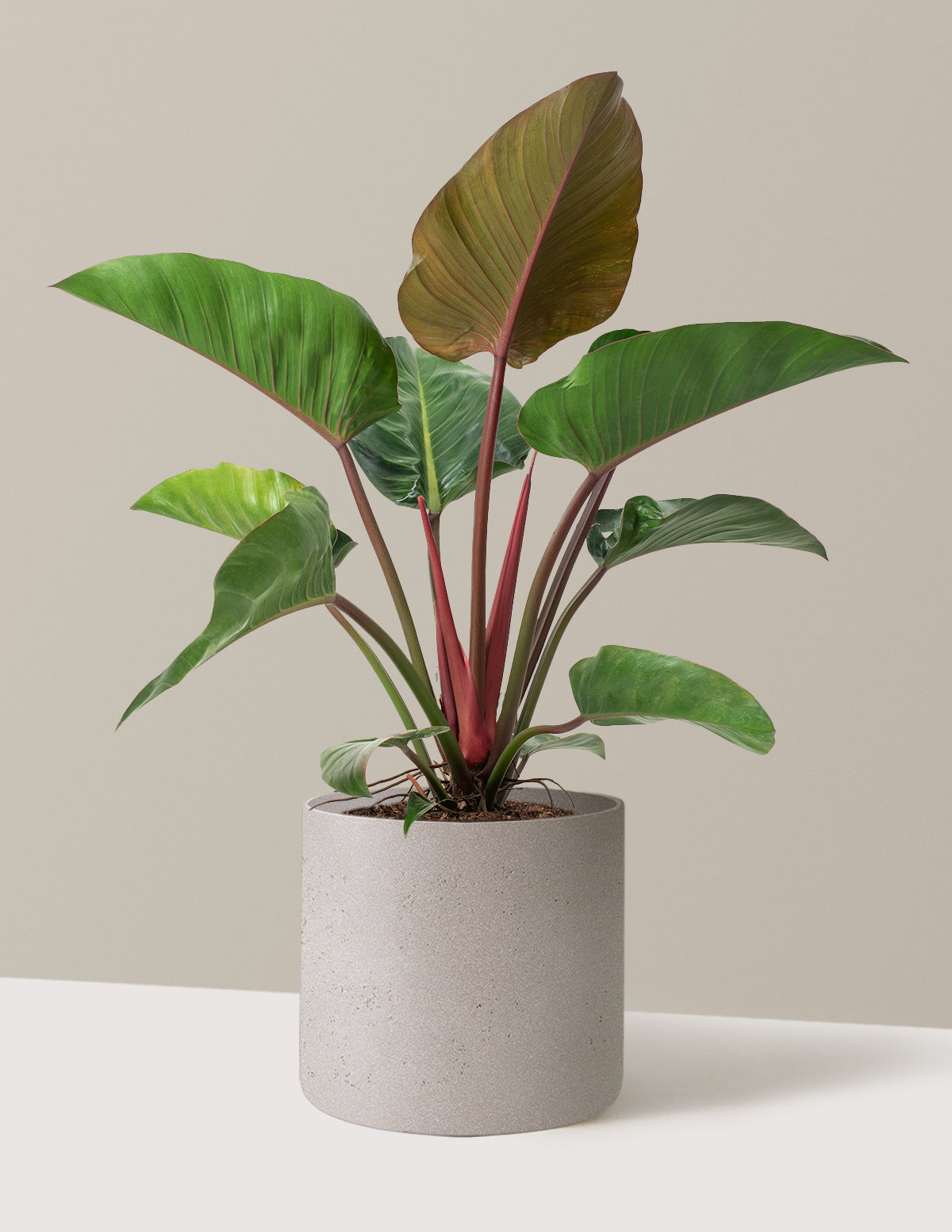 Large Philodendron Rojo Congo