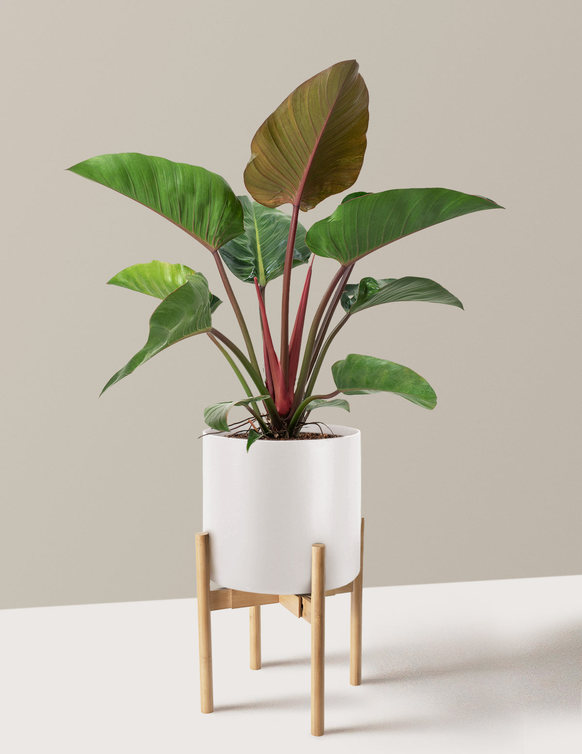 Large Philodendron Rojo Congo