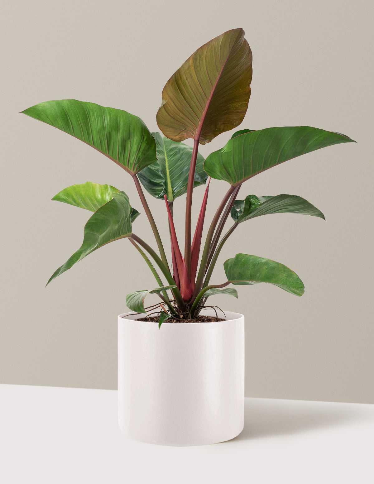 Large Philodendron Rojo Congo