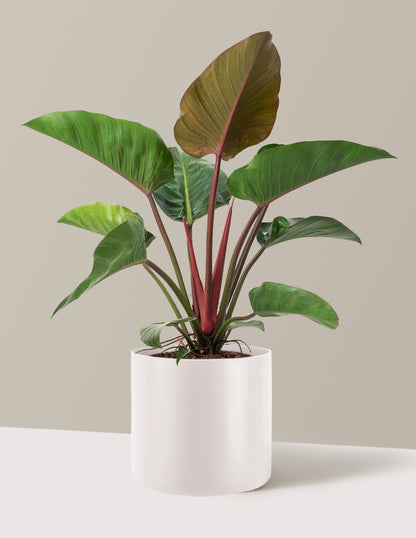Large Philodendron Rojo Congo