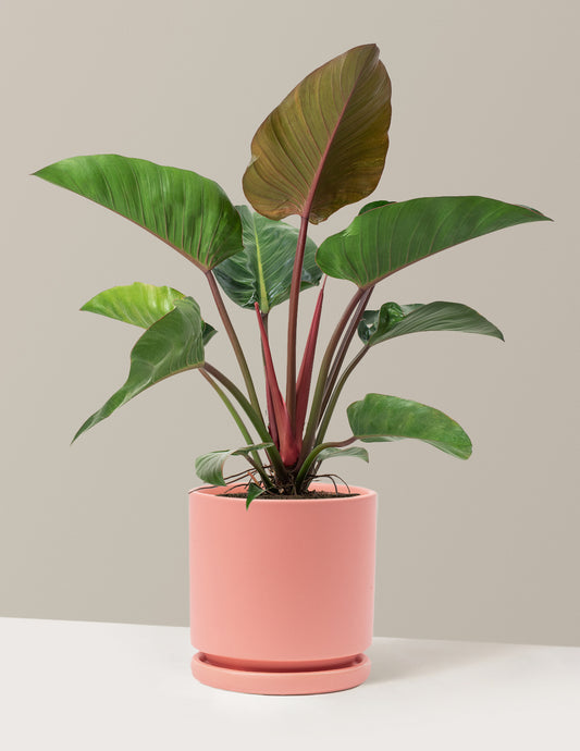 Large Philodendron Rojo Congo