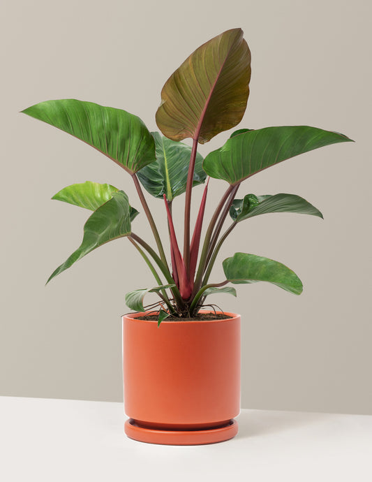 Large Philodendron Rojo Congo