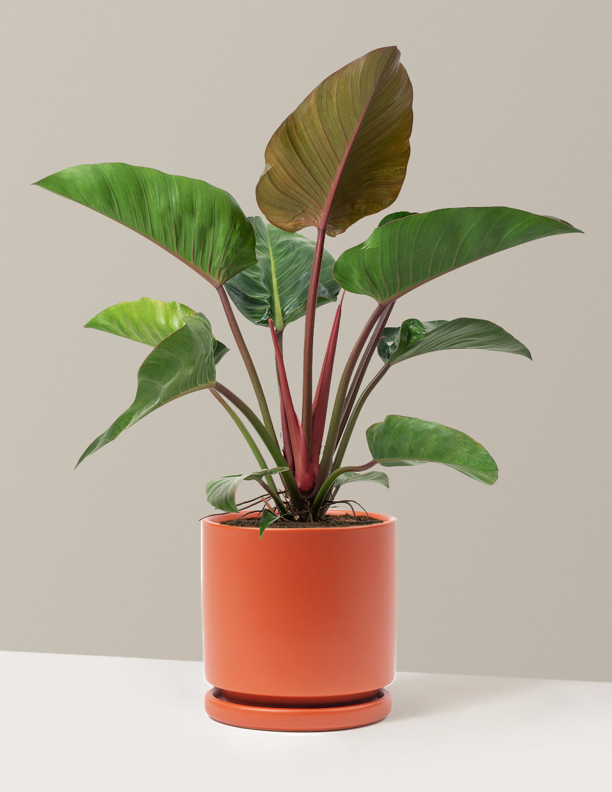 Large Philodendron Rojo Congo