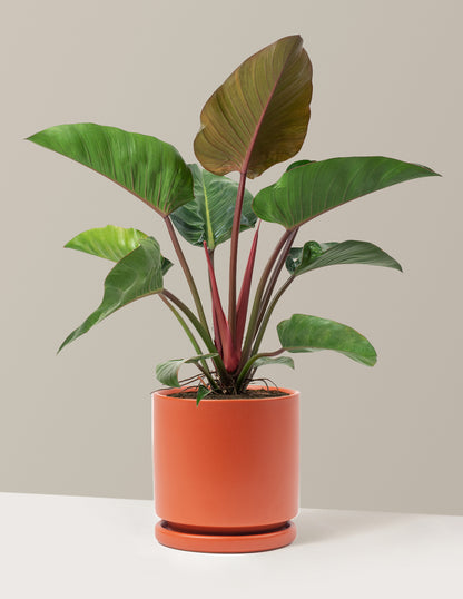 Large Philodendron Rojo Congo