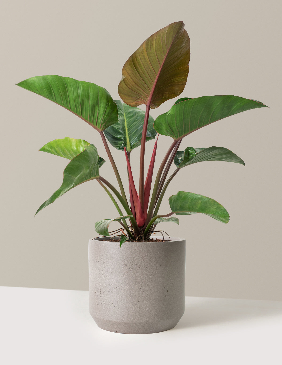 Large Philodendron Rojo Congo