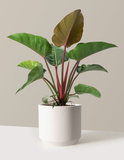 Large Philodendron Rojo Congo