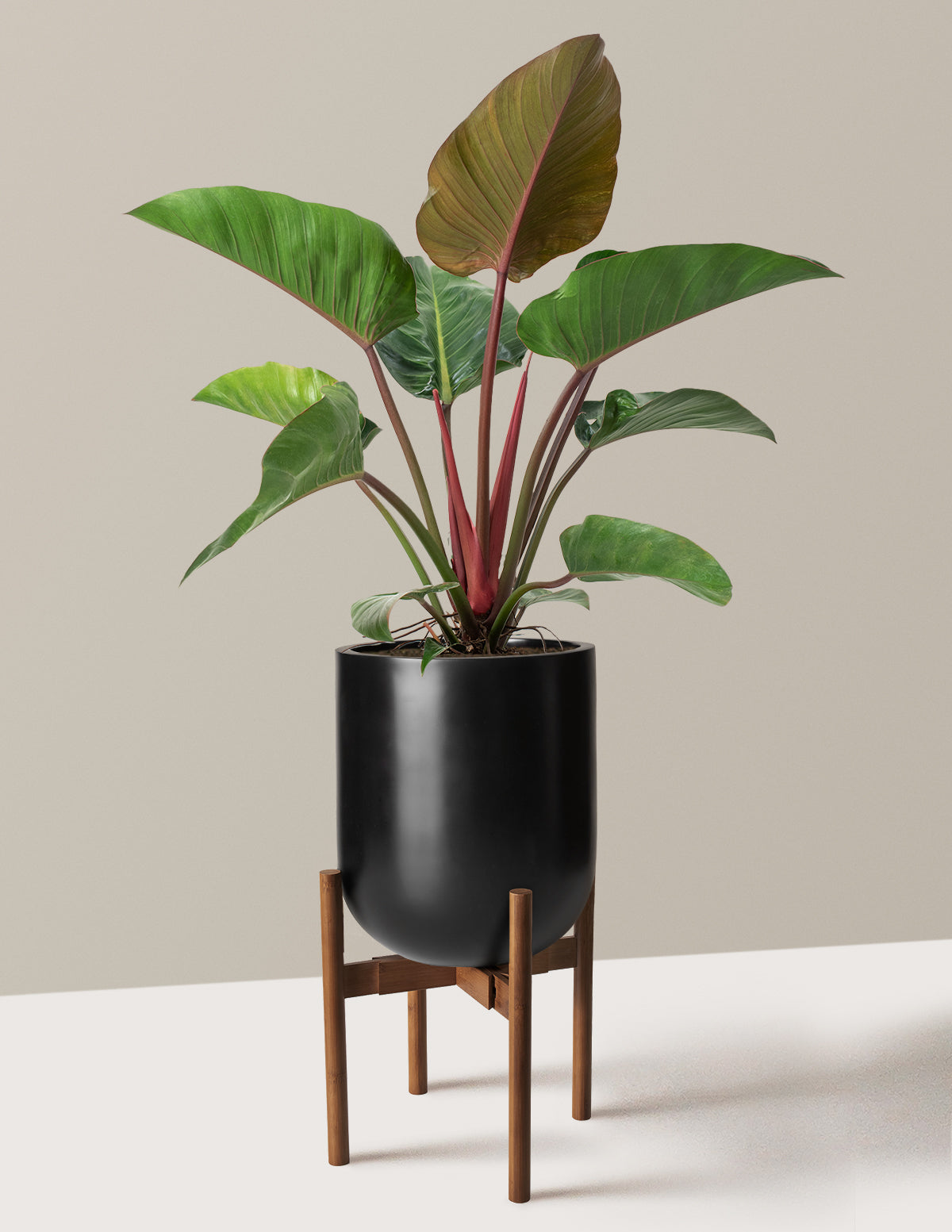Large Philodendron Rojo Congo