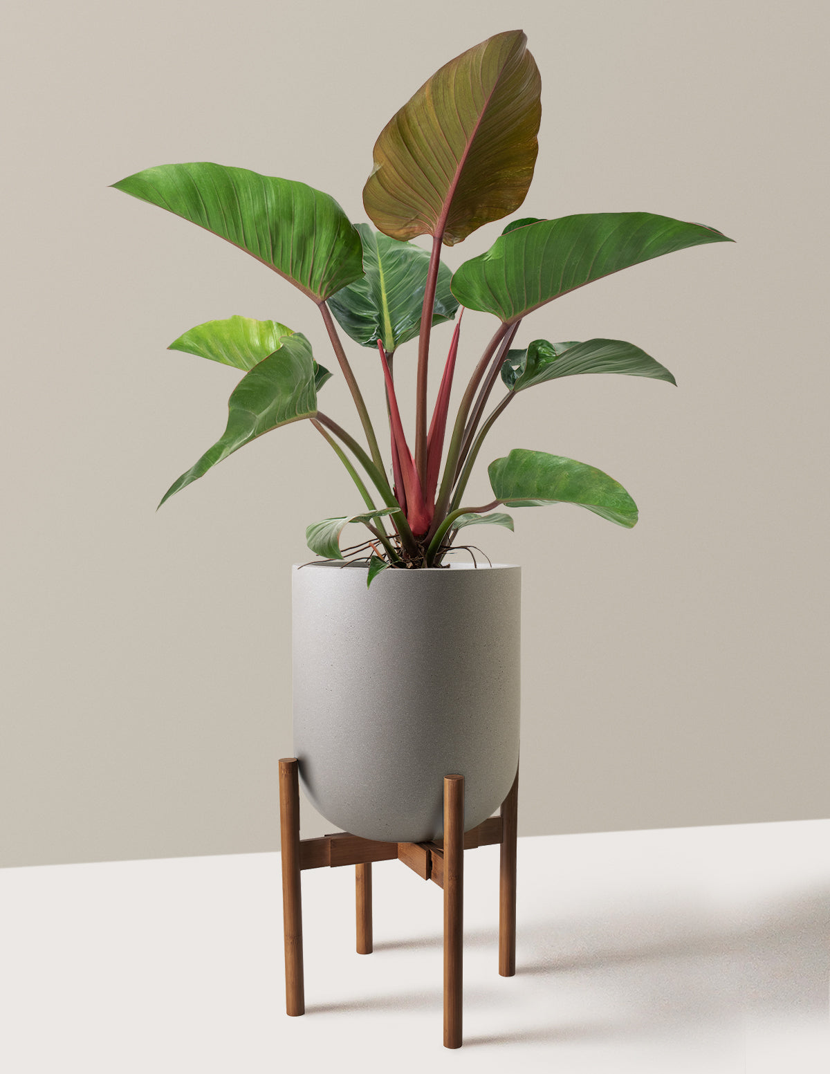Large Philodendron Rojo Congo