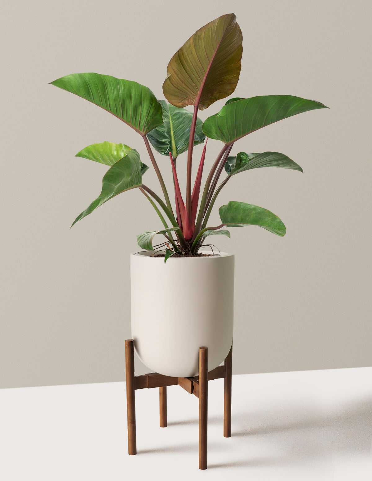 Large Philodendron Rojo Congo