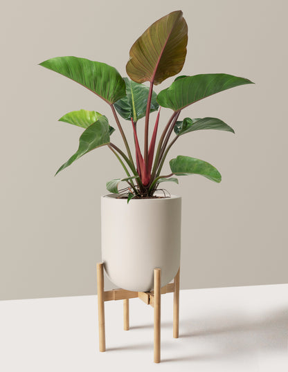 Large Philodendron Rojo Congo