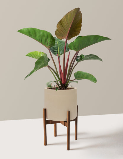 Large Philodendron Rojo Congo