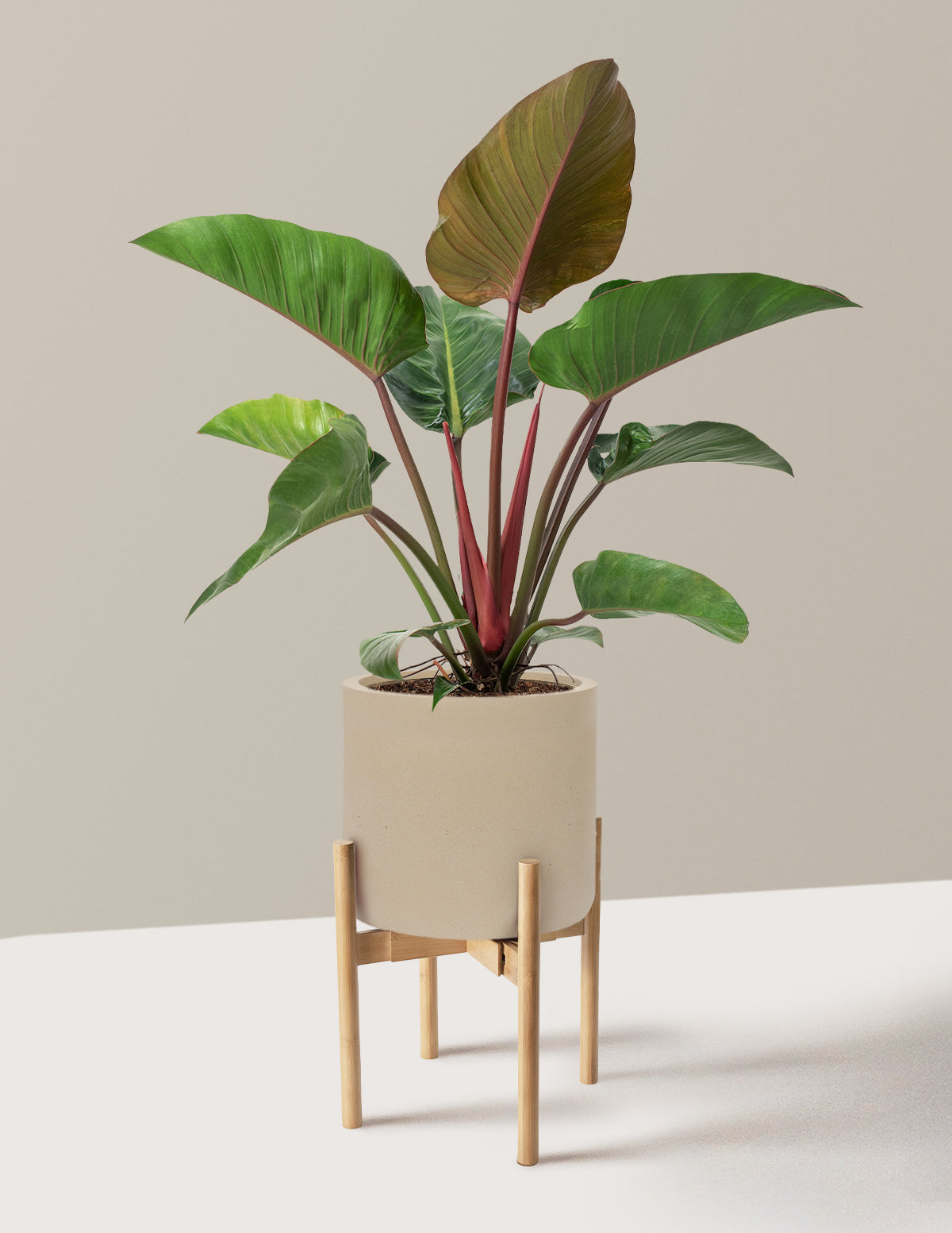 Large Philodendron Rojo Congo