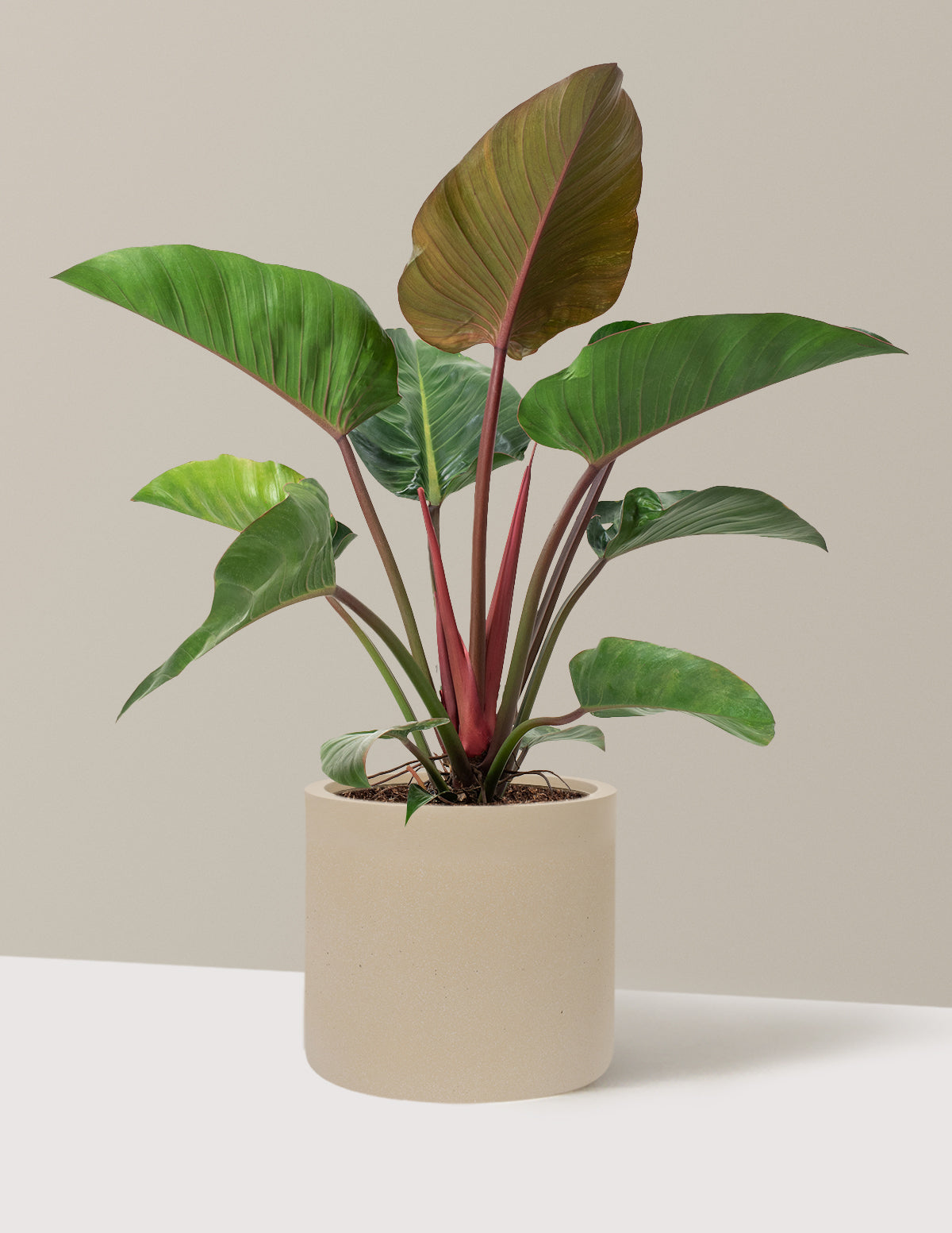 Large Philodendron Rojo Congo