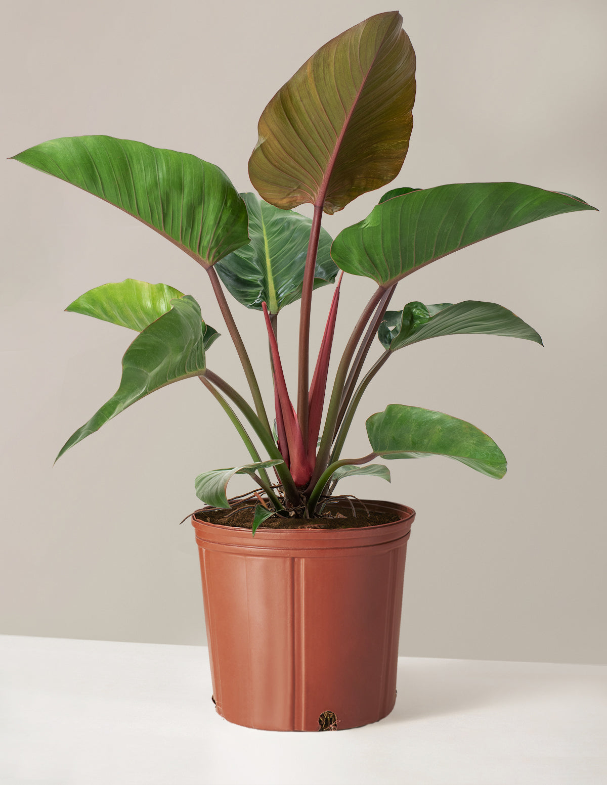 Large Philodendron Rojo Congo | Indoor Plants and Houseplants for