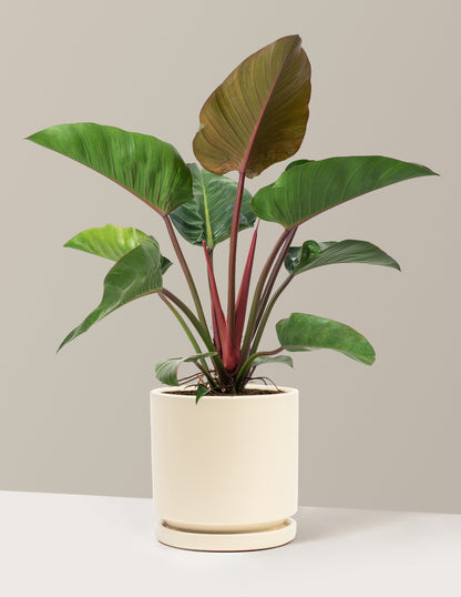 Large Philodendron Rojo Congo