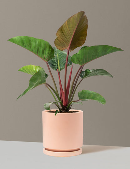 large philodendron congo rojo for sale Large Philodendron Rojo Congo Houseplant with Planter - Large (2'-3' tall) Antique Teal Planter