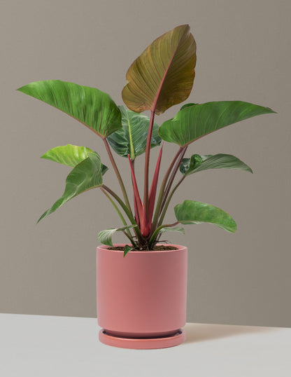 philodendron erubescens rojo congo Large Philodendron Rojo Congo Houseplant with Planter - Large (2'-3' tall) Antique Teal Planter